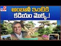 Olive trees worth 84 lakh from Kadiam Nursery sent to Mukesh Ambani’s new house in Gujarat - TV9