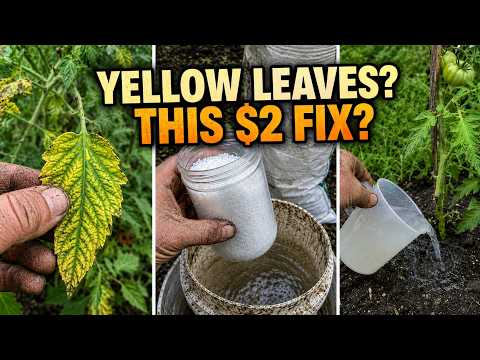This $2 Powder Grows Plants 3x Faster Why Did the Fertilizer Industry Bury It?