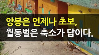 양봉은 언제나 초보, 월동벌은 기본에 충실해야 합니다.