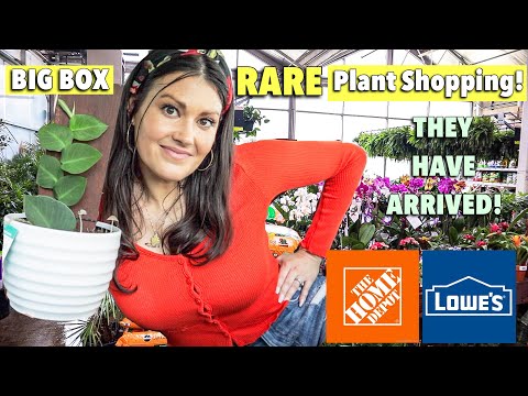$6 Manjula Pothos! Big Box Rare Plant Shopping | Lowe's & Home Depot | Plant Haul | Charlotte, NC