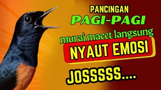 Download lagu PANCINGAN PAGI-PAGI AGAR MURAI GACOR❗❗ MURAI MACET PASTI NYAUT EMOSI❗❗ mp3 Download lagu PANCINGAN PAGI-PAGI AGAR MURAI GACOR❗❗ MURAI MACET PASTI NYAUT EMOSI❗❗ mp3