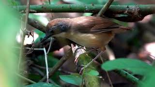 Download lagu Burung Babbler Ekor Pendek, suara indah, tersembunyi di hutan #satwa liar #burung Ulu Sembawang Singapura  mp3