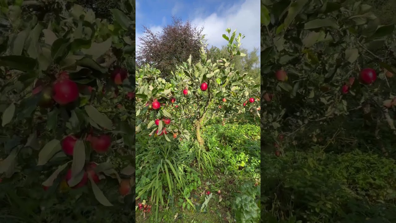 Summer Pruning Apple Trees and Kelly Kettle