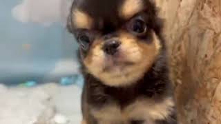 チワワ（ロング）の動画01