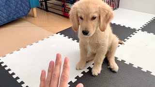- 【天才】ゴールデン子犬に初めてマテを教えてみた
