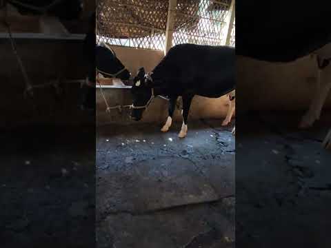 Eid ul Adha Animals 2022 | Cow Tiktok | Cow Lover | Qurbani Eid Janwar | whatsapp status #Shorts 353