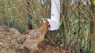 Trying out the Royal Rooster Feeder