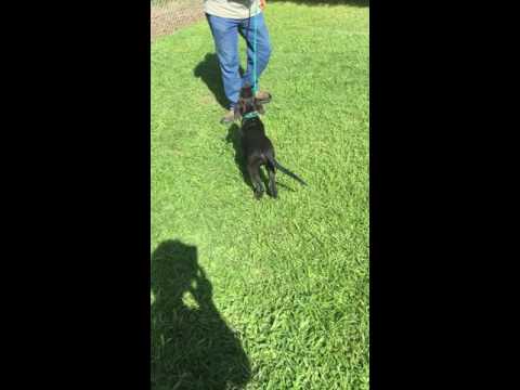 Casey #31, an adopted Black Labrador Retriever Mix in Killingworth, CT_image-1