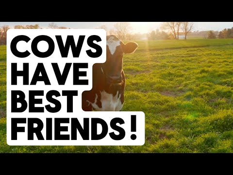 Cows Have Best Friends