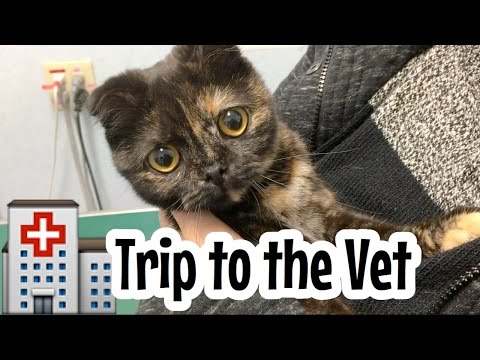 Miko isn't doing so well :(