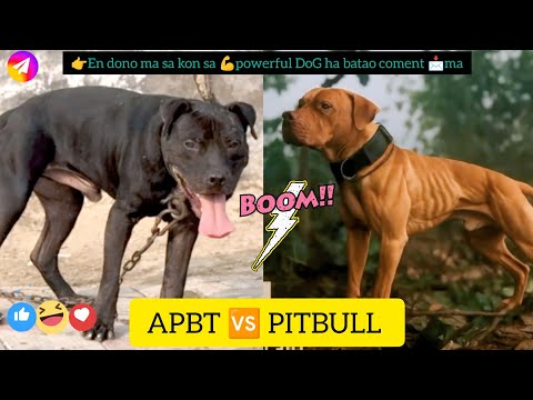 Trained Dogo Vs Pitbull Comparison - Pitbull Vs Dogo Argentino Real Video