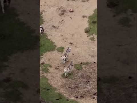 África mía #liberia #guanacaste #jirafas #watusi #zebras #ponderosa