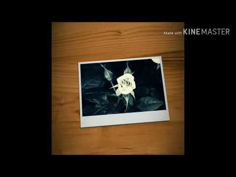 OLHA O RELAMPIANO{meme} kkkk