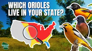 How to Identify Every Oriole in the United States! (An Identification Guide with Range Maps)