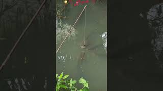 Download lagu শোল মাছ। সুবহানাল্লাহ, আলহামদুলিল্লাহ, আল্লাহু আকবার,লা ইলাহা ইল্লাল্লা। mp3