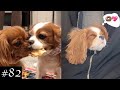 Meet Cavalier King Charles Spaniel Compilation Dogs Videos