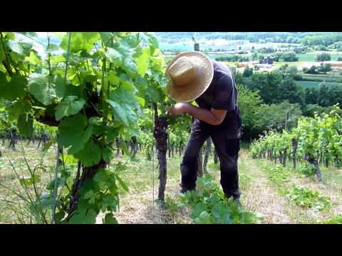 Ausbrechen im Weinberg