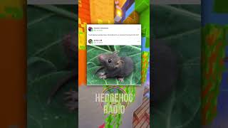 Download lagu Push for Rat! 🚨🐀 mp3 Download lagu Push for Rat! 🚨🐀 mp3