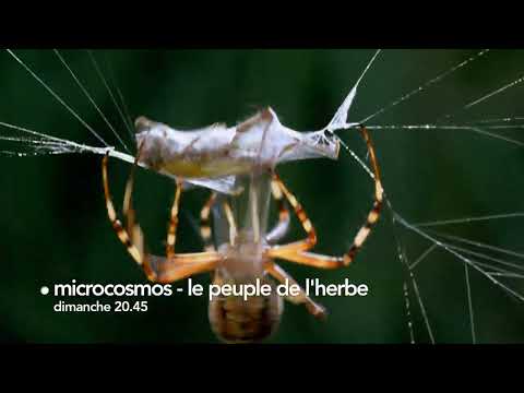 🕷️ 6ter - Microcosmos (bande-annonce)