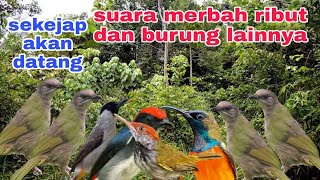 Download lagu merbah ribut dan kombinasi burung kejepit buat pikat mp3