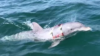 US Navy's Mine-Hunting Dolphin Returning From Mission