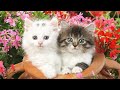 Cute Cat Funny Video Playing Funny Cat Whatsapp Status Cute Whatsapp Status