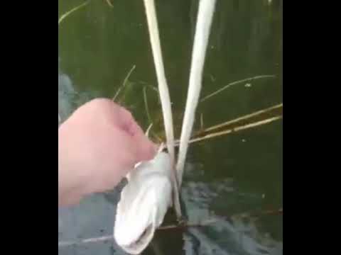 Шатура. Дохлая рыба.