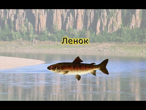 Русская Рыбалка 3.99 Прокачка кармы на Ленке