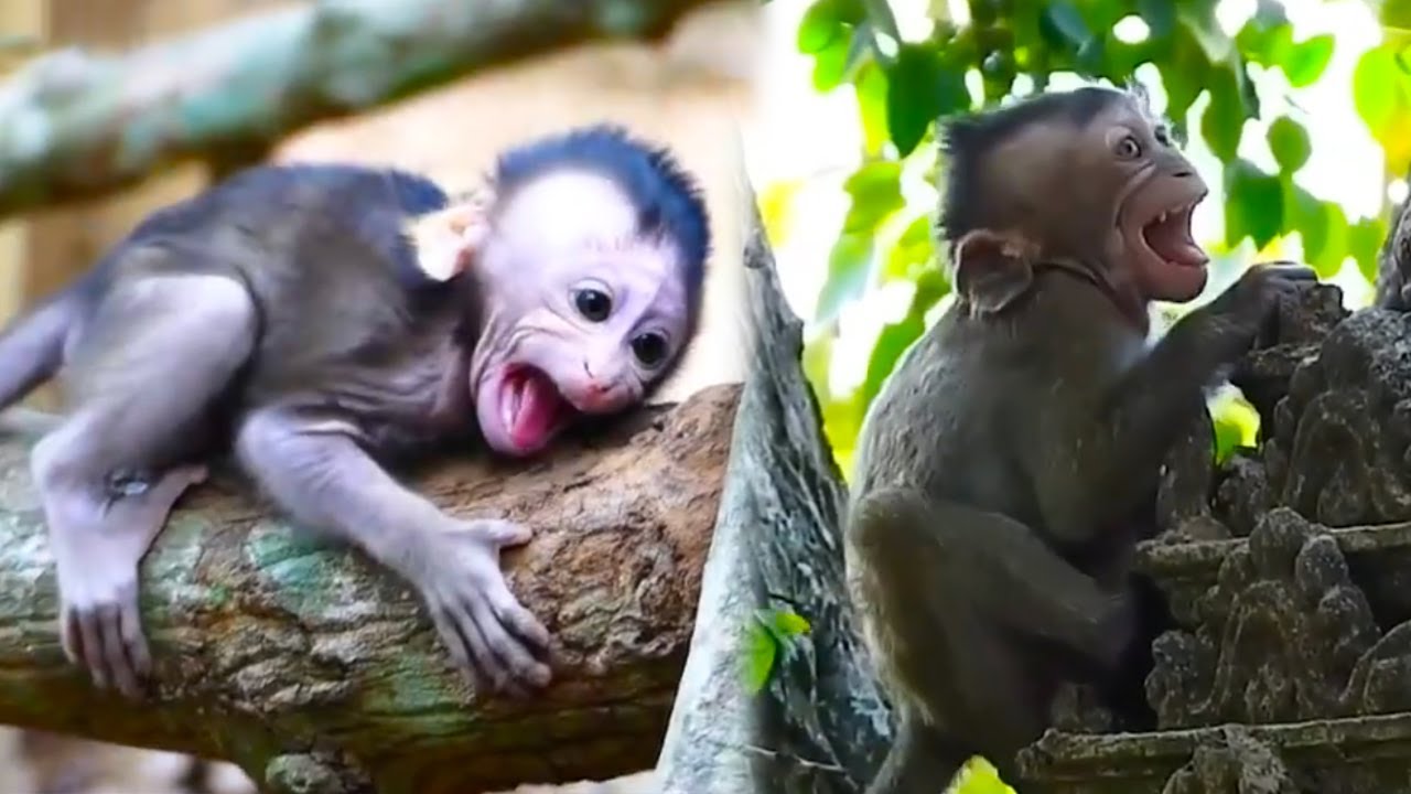 The baby monkey was scared because he could not see his mother. The baby monkey cried for his mother