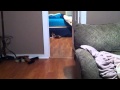 Sammy Cat Plays Fetch