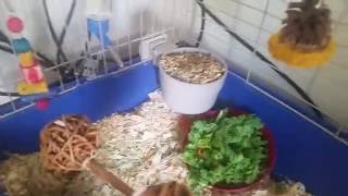 Navy Vlog #9 #SSSVEDA Athena & Artemis