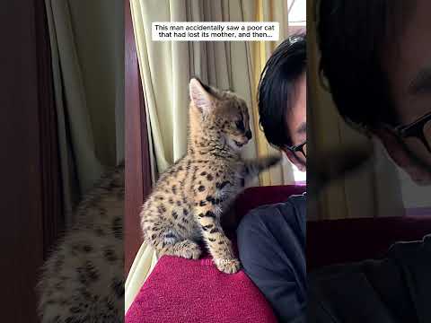 This man rescued a poor serval cat and then #serval #cat #short