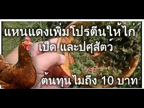 แหนแดงกับการลดต้นทุนค่าอาหารเป็ด ไก่ ปลา และปศุสัตว์