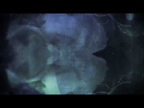 David Åhlén, My Only Treasure