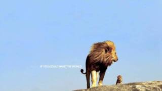 Donavon Frankenreiter - Wondering where the Lions are