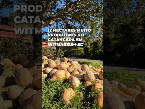 SÍTIO PRODUTIVO COM 12 HECTARES EM SANTA CATARINA
