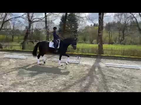 Elegantes Damenreitpferd/ Dressurpferd zu verkaufen