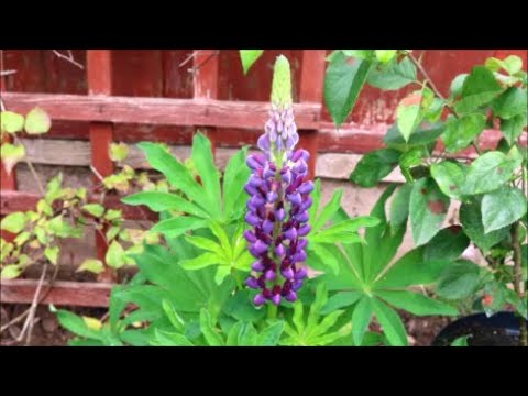 How to Grow Lupins from Seed
