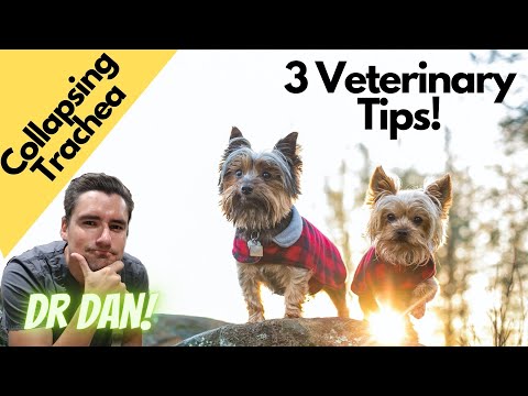 Collapsing Trachea in dogs.  Three tips from Dr. Dan!