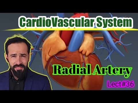 36. Radial artery | Branches of Radial artery | Blood supply of upper limb