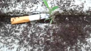 Ants meet mr. Marlboro