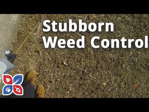  Do My Own Lawn Care - Stubborn Weed Control Video 