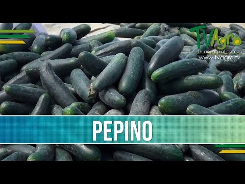 , title : 'Caracteristicas del Cultivo de Pepino- TvAgro por Juan Gonzalo Angel'