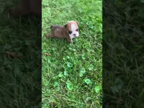 Rachel adorable english bulldog