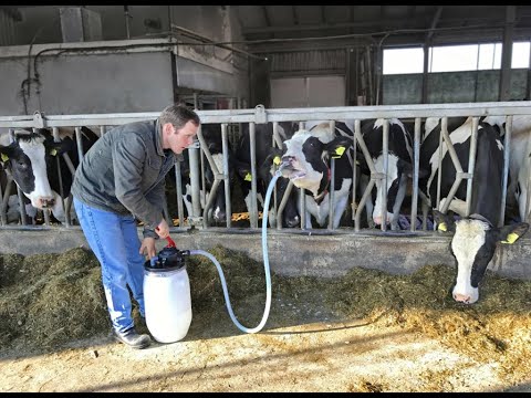 Cow Drencher - for administering fluids quickly and easily to cattle