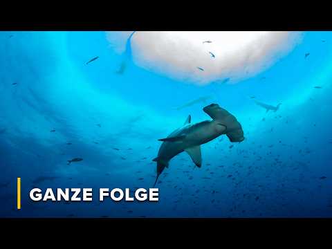 Das Haikönigreich von Costa Rica | Große, blaue Wildnis 101