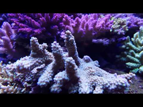 Amazing mixed reef tank