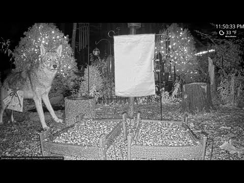Coyote Wanders into Alabama Ground Cam - 12.23.21