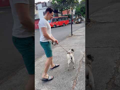Lukas,alias Chato,  mi nuevo mejor amigo en Ibagué, Tolima. La capital musical de Colombia.