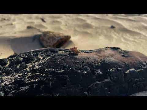 Jack Palmer - S5 Eye Music Project